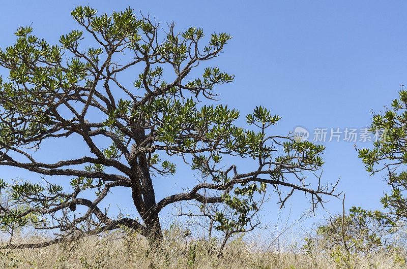 塞拉多树： 沃奇西亚 · 蒂洛迪亚 · 波尔